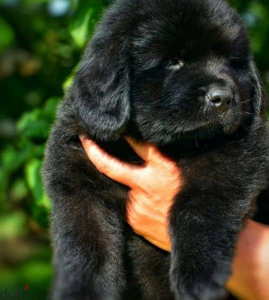 Newfoundland Puppy Male From Russia 1