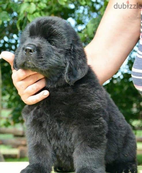 Newfoundland Puppy Male From Russia 2