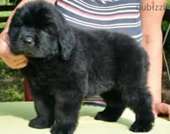 Newfoundland Puppy Male From Russia