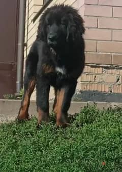 Tibetan mastiff puppies from Russia