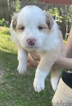 Border collie puppies Females From Russia