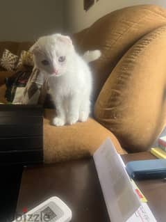 Male Scottish fold for sale