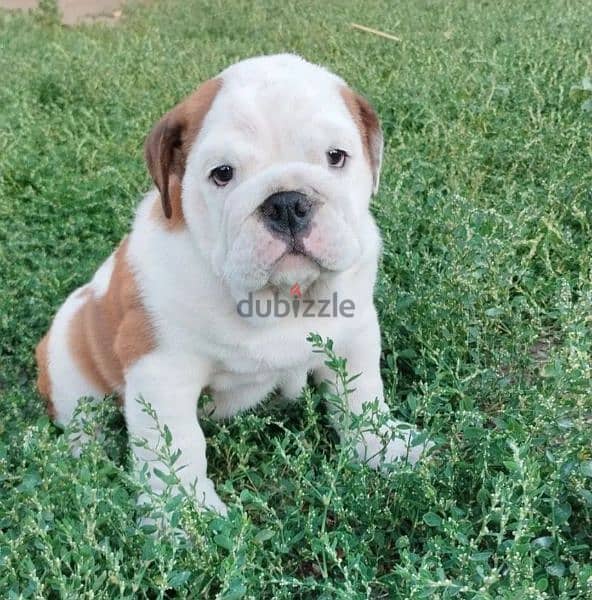 English bulldog puppy Male from Russia 0