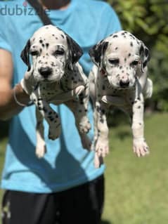 Dalmatian puppies