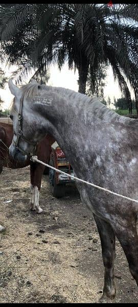 خيل عربي اصيل للبيع 3