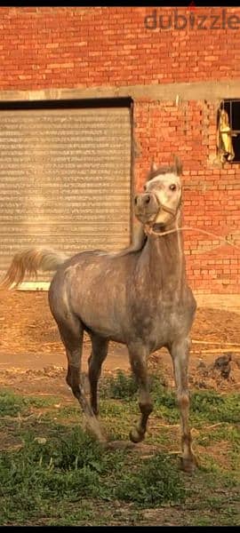 خيل عربي اصيل للبيع 4