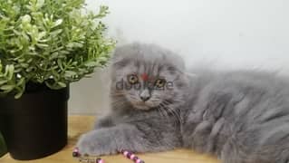 قطه اسكوتش فولد بلو  blue Scottish fold female