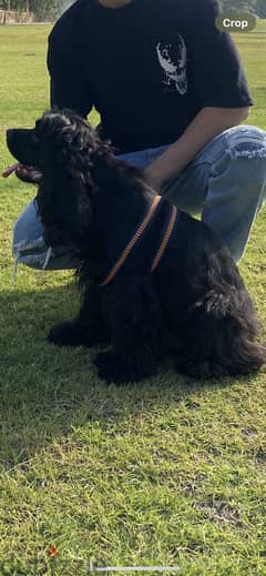 American Cocker Spaniel