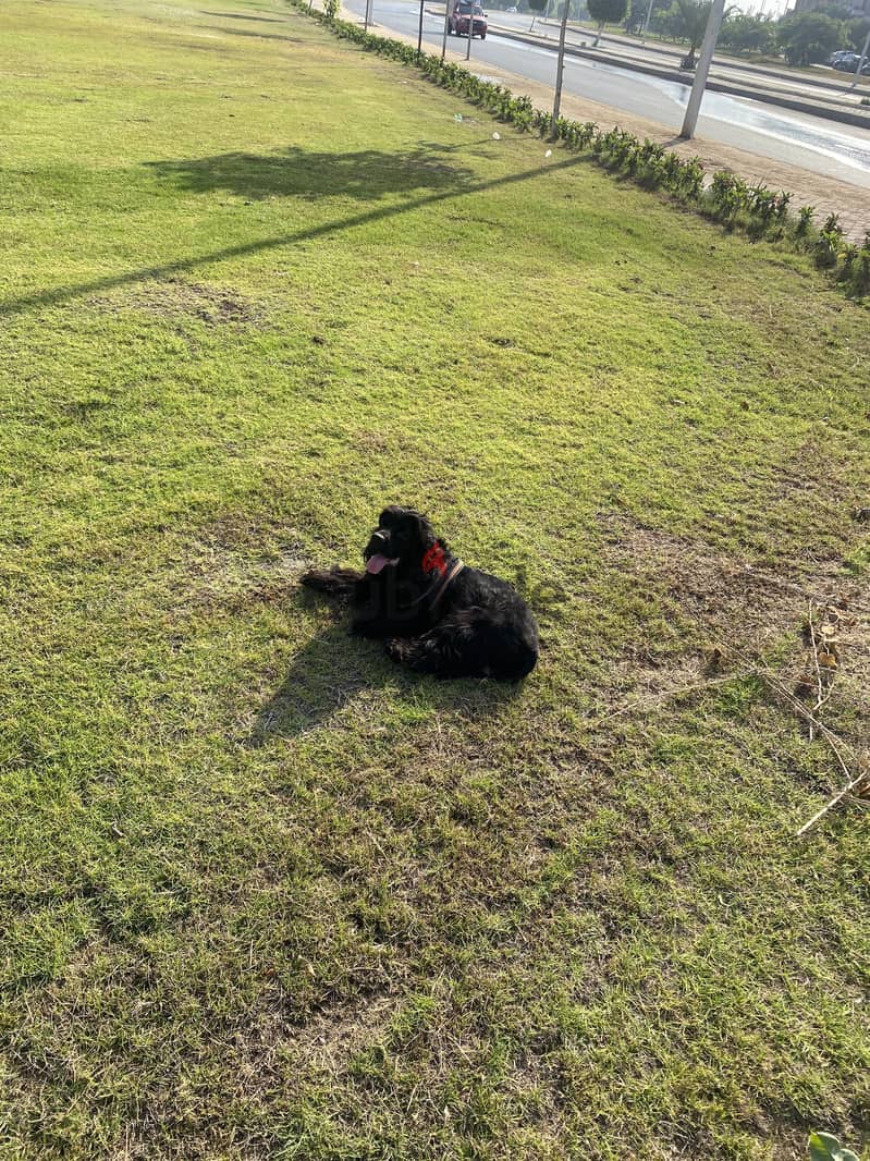 American Cocker Spaniel 2