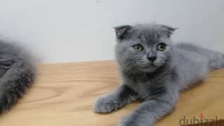 قطه اسكوتش فولد بلو blue Scottish fold female