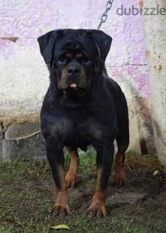 female rottweiler pure