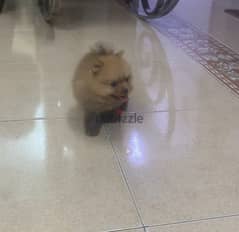 Pomeranian male جرو بوميرينيان