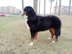 Bernese mountain Female 1 year