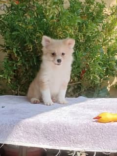 Pomeranian