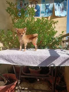 Chiwawa male puppy 3 months vaccinated ولد شيواوا