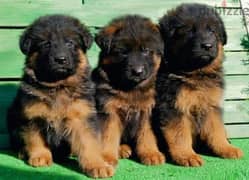 puppies German shepherd male and female جراوى جيرمن شيبرد ذكر انثى