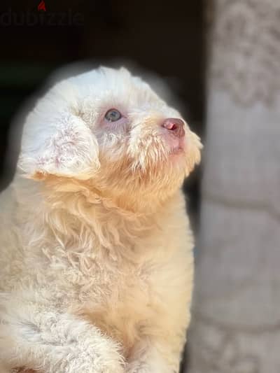 mini havanese green eye