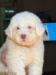 mini havanese puppy