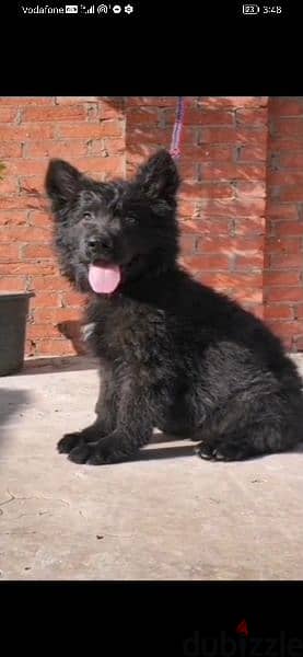 جراوي. متوفر جرو رويال بلاك Royal Black puppies 1