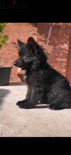 جراوي. متوفر جرو رويال بلاك Royal Black puppies 2