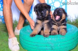 جراوي جيرمان شيبرد للبيع German Shepherd puppies for sale