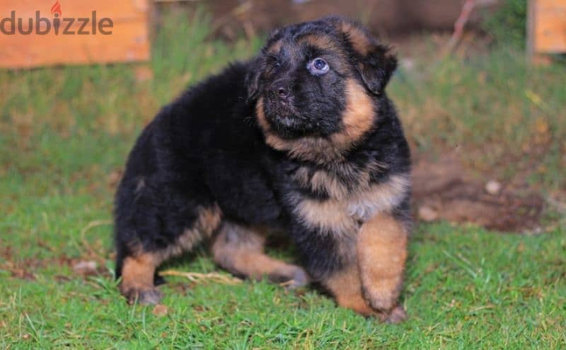 جراوي جيرمان شيبرد للبيع German Shepherd puppies for sale 1