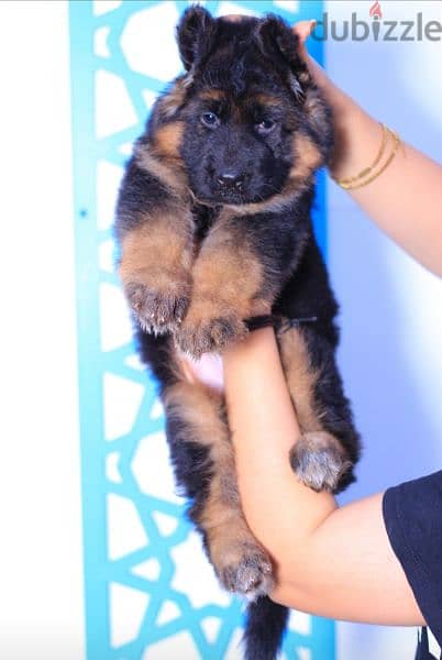 جراوي جيرمان شيبرد للبيع German Shepherd puppies for sale 2