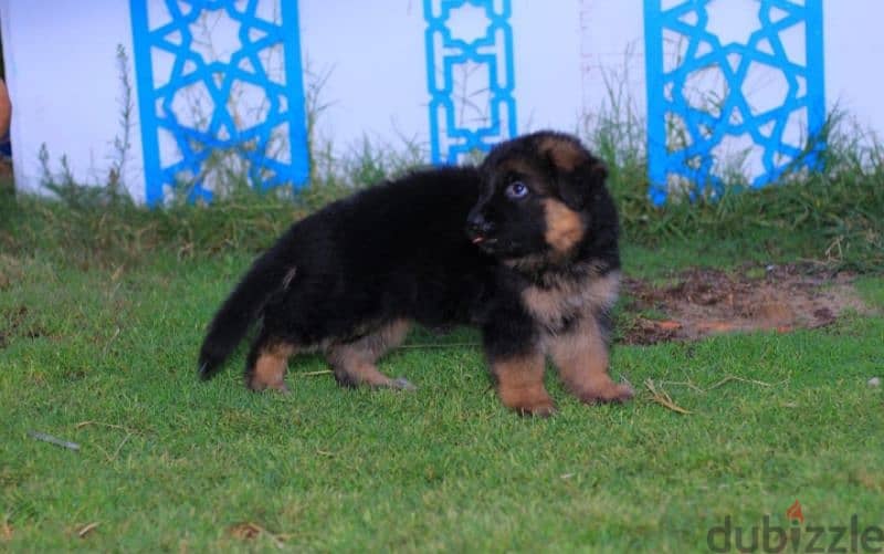 جراوي جيرمان شيبرد للبيع German Shepherd puppies for sale 3