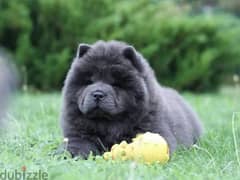 chow chow female From Russia