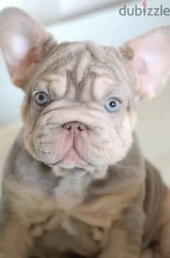 French bulldog Big rope Isabella tan female From Russia