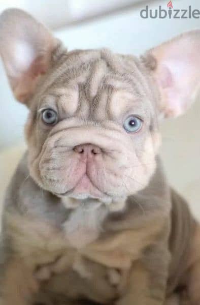 French bulldog Big rope Isabella tan female From Russia 0