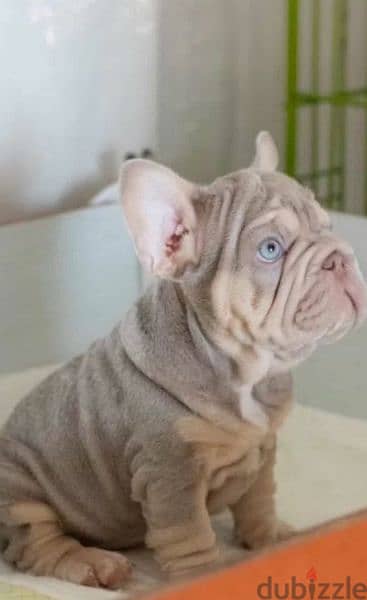 French bulldog Big rope Isabella tan female From Russia 1