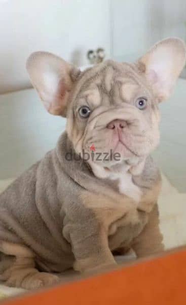 French bulldog Big rope Isabella tan female From Russia 2