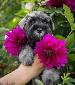 Miniature schnauzer puppy Male from Russia