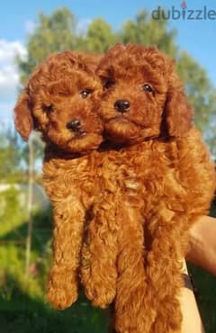 Toy Poodle puppies miniature dwarf red brown from Russia