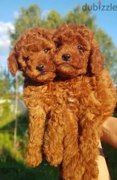 Toy Poodle puppies miniature dwarf red brown from Russia 0