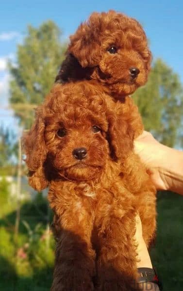 Toy Poodle puppies miniature dwarf red brown from Russia 1