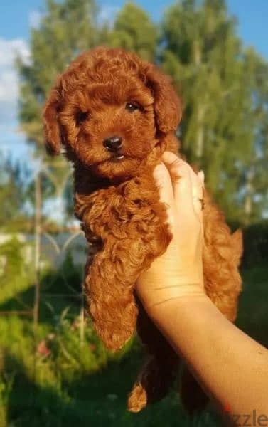 Toy Poodle puppies miniature dwarf red brown from Russia 2