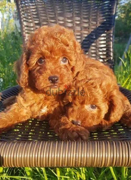 Toy Poodle puppies miniature dwarf red brown from Russia 3