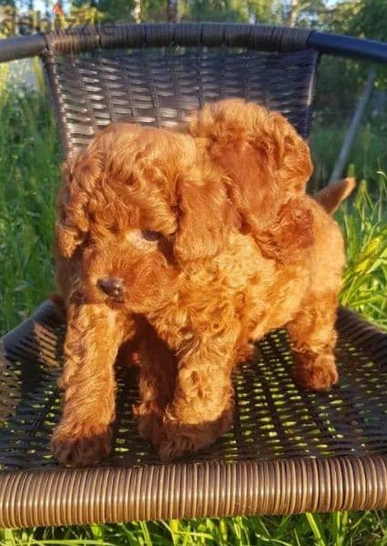 Toy Poodle puppies miniature dwarf red brown from Russia 4