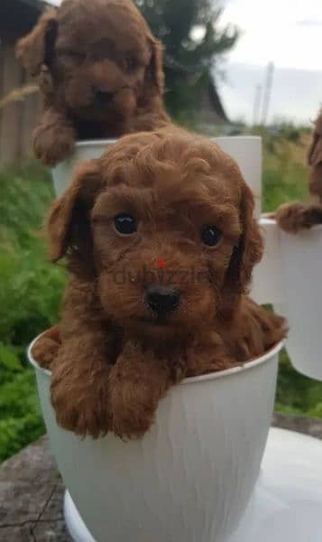 Toy Poodle puppies miniature dwarf red brown from Russia 5