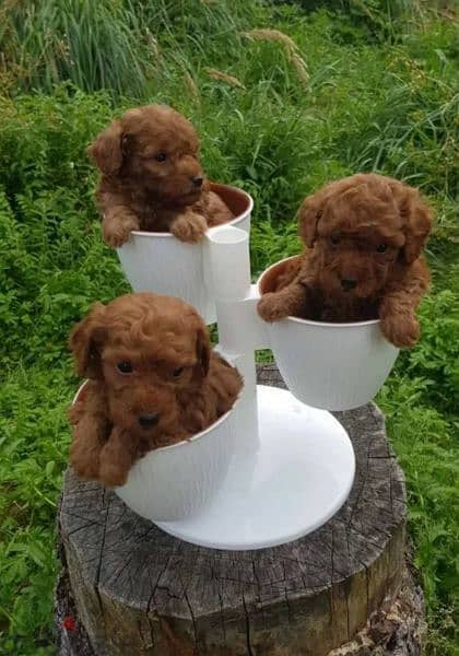 Toy Poodle puppies miniature dwarf red brown from Russia 6