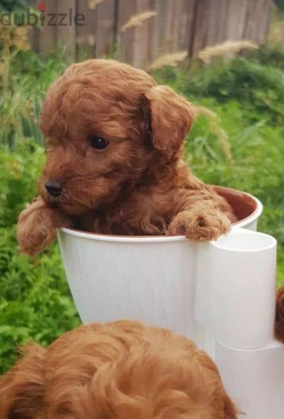 Toy Poodle puppies miniature dwarf red brown from Russia 7