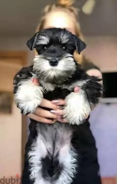 Miniature schnauzer puppies black and silver from Russia