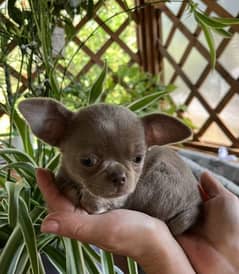 Chihuahua puppies Females From Russia