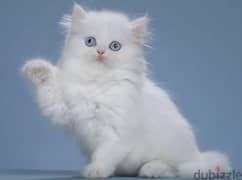 Blue eyed snow white kitten boy from Russia 0