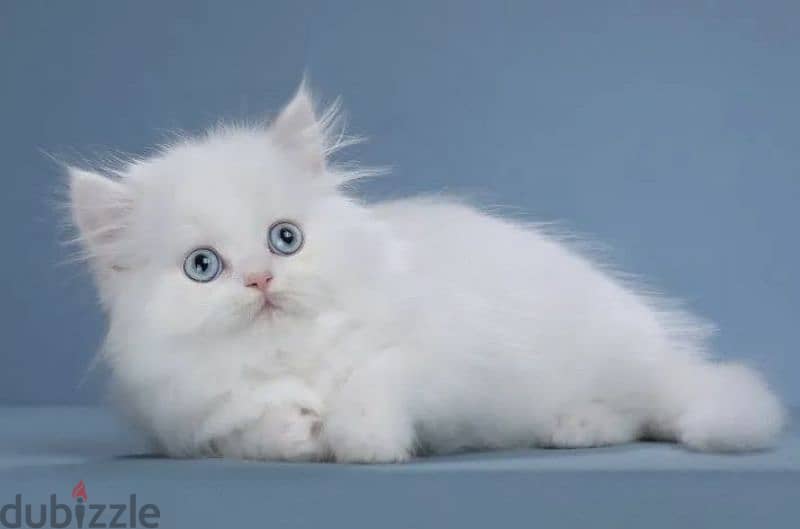 Blue eyed snow white kitten boy from Russia 1