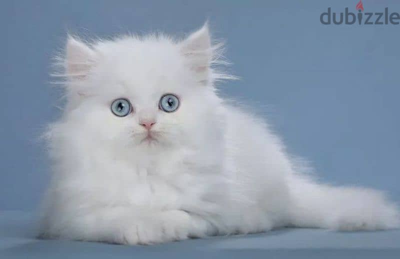 Blue eyed snow white kitten boy from Russia 2