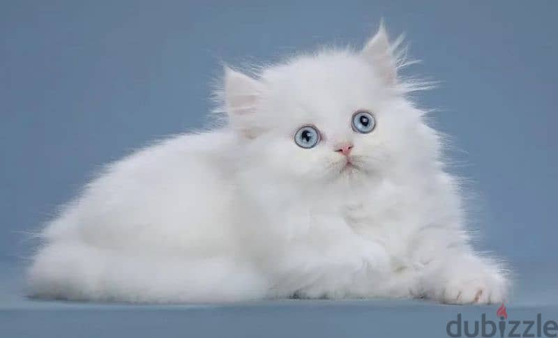 Blue eyed snow white kitten boy from Russia 3