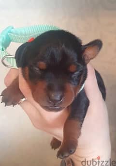 Miniature pinscher boys Fci from Russia